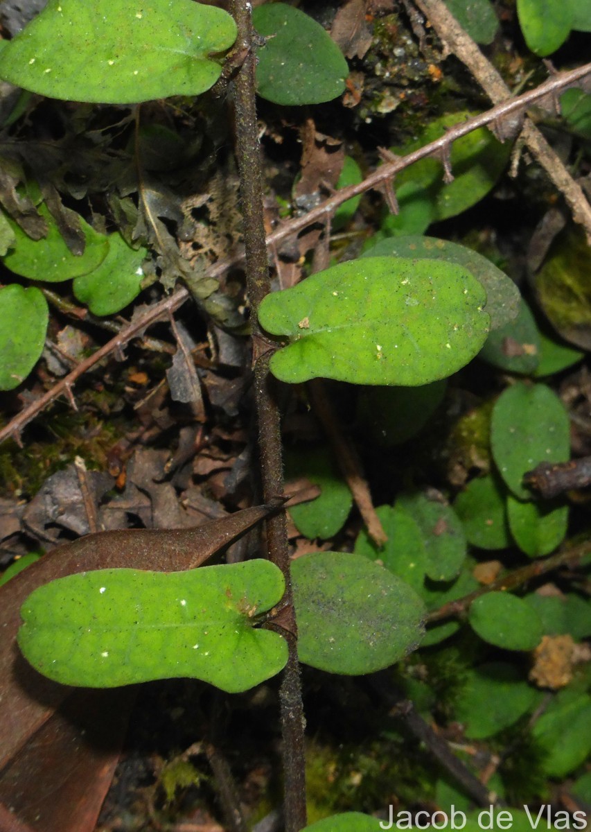 Ficus diversiformis Miq.